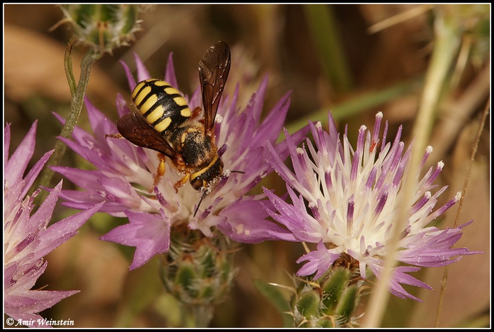 Unidentifid nest (Anthidiellum sp. - Apidae Megachilinae)